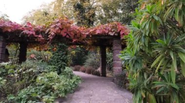 Southwark Park Londra, Ada Salter Gül Bahçesi. Kemerli Sonbahar İngiliz Parkı