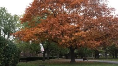 Southwark Park Londra 'daki parkta bir meşe ağacı. Sonbahar doğa manzarası