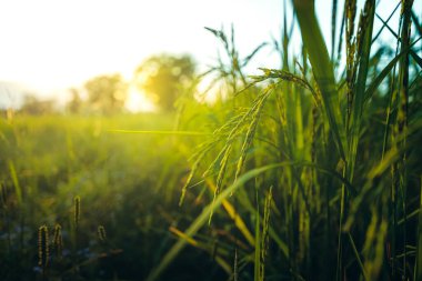 Sabah kırsal kesimde yeşil pirinç tarlası. Çiftlik, bitki, tarım konsepti.