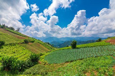 Dağdaki Çin lahanası ve mısır sebze tarlası. Çiftlik, hasat, tarım kavramı.