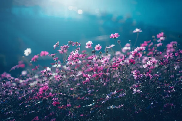 Une Belle Fleur Cosmos Sous Ciel Bleu — Photo