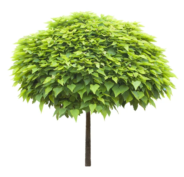 Albero verde — Foto Stock