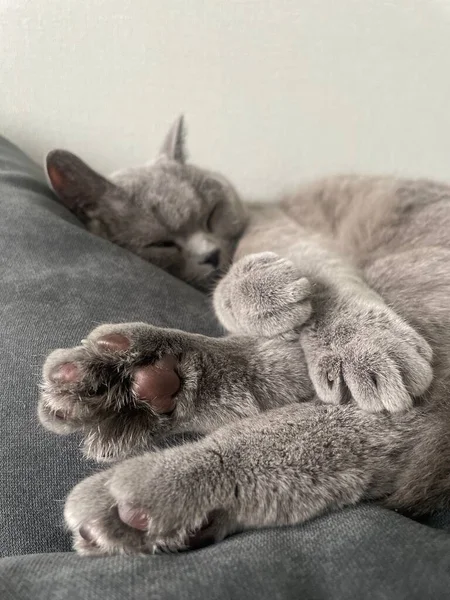 Zoet Geliefd Slapende Kat — Stockfoto