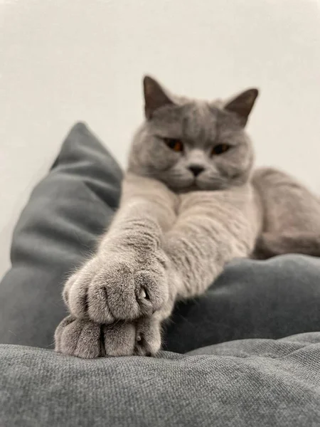 Cat Paws Warm — Stock Photo, Image