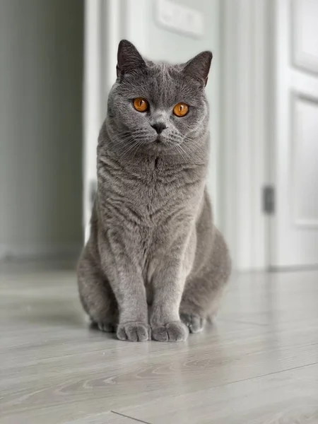 Cat Watching Prey — Stock Photo, Image