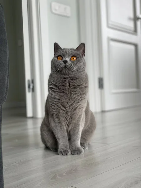 Gato Assistindo Uma Presa — Fotografia de Stock