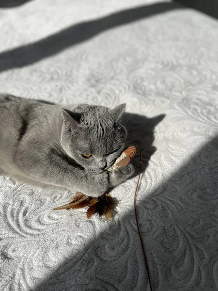 Kat Spelen Met Vis — Stockfoto