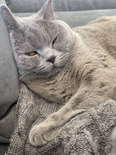 Sleeping Cat Pillow — Stock Photo, Image