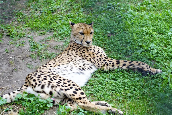 leopar