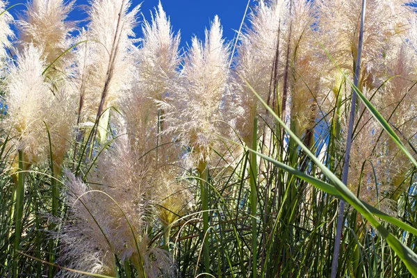 yaz çimen ve gökyüzü