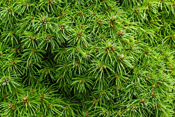 Christmas tree fir branch — Stock Photo, Image