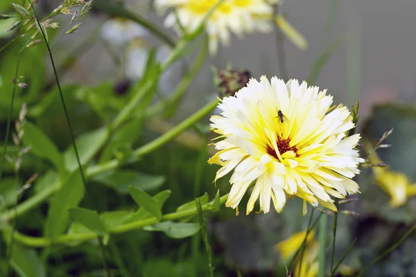 Flor — Fotografia de Stock