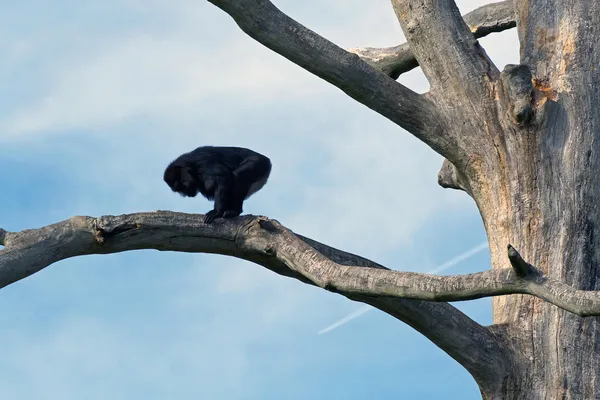 Mono en rama — Foto de Stock