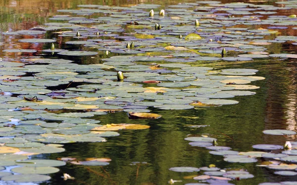 Lily Pads — Stock Photo, Image