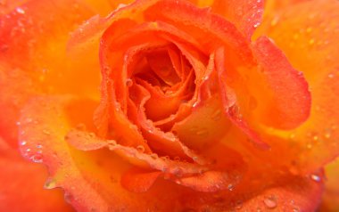 turuncu gül closeup