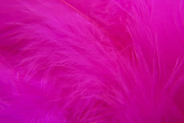 Rose Bird feathers — Stock Photo, Image