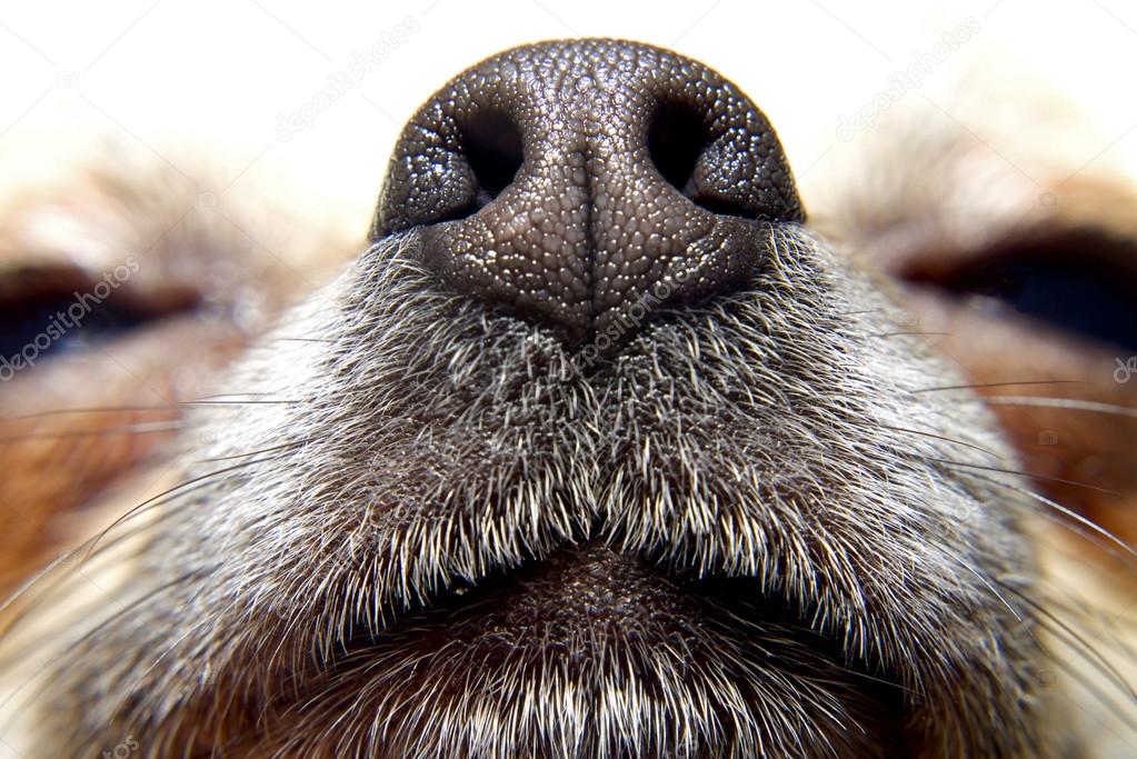 Nose of dog