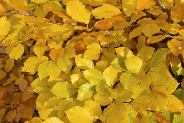 Gula blad . — Stockfoto