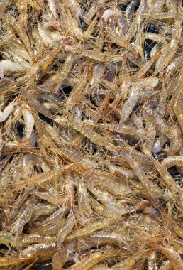 Karidesleri kapatın.