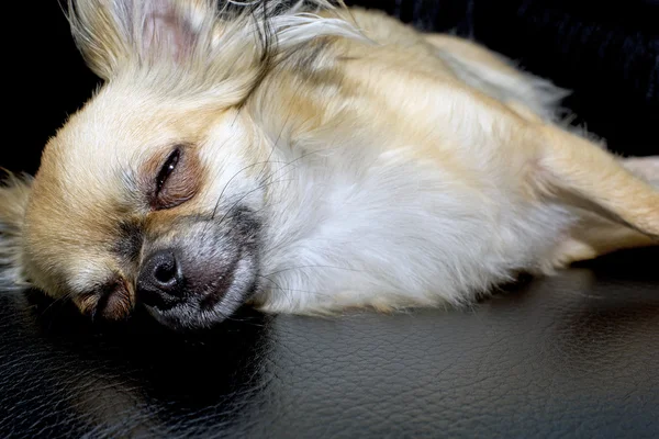 Sleepin dog — Stock Photo, Image