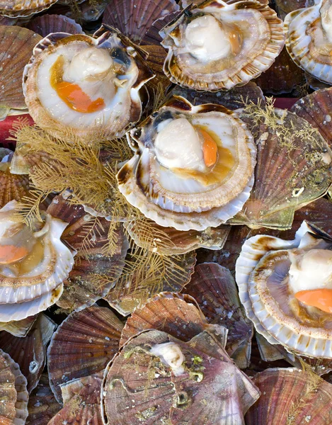 Frutos do mar: Vieira — Fotografia de Stock