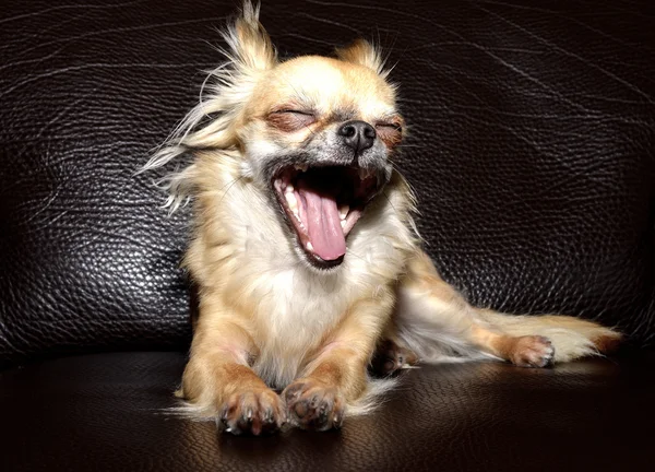 Close-up de um grande bocejo de um pequeno Chihuahua Imagens De Bancos De Imagens