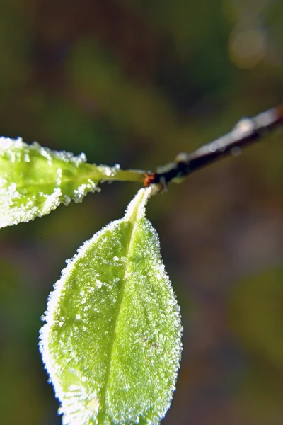 Leaves covered in hoarfrost — Stock Photo, Image