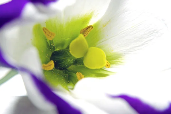 Fiore di macro — Foto Stock