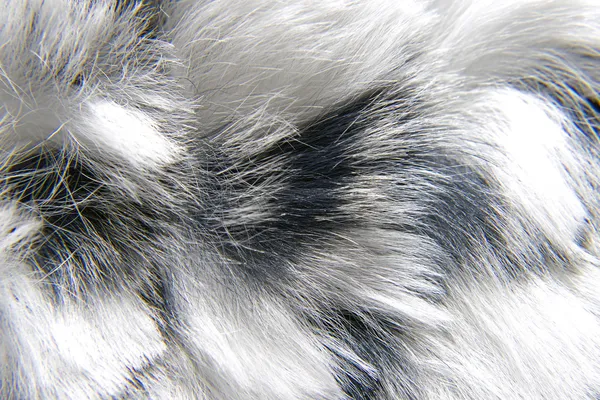 Fur Texture — Stock Photo, Image