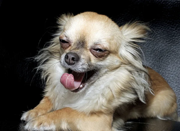 Closeup of a big yawn from a tiny Chihuahua — Stock Photo, Image