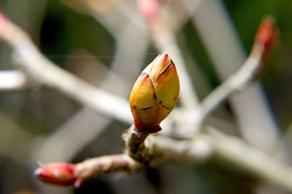 Flor de árvore de primavera 2 — Fotografia de Stock