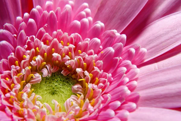 Roze dahlia — Stockfoto