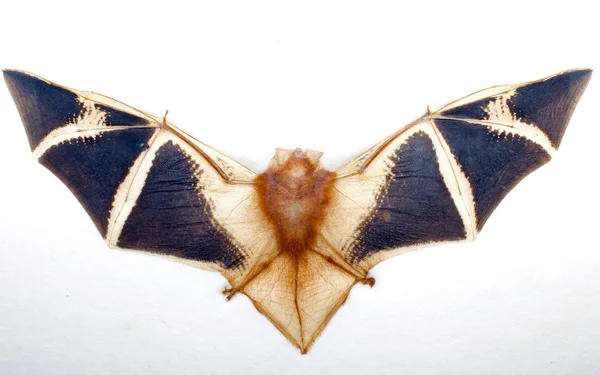 Fruit Bat — Stock Photo, Image