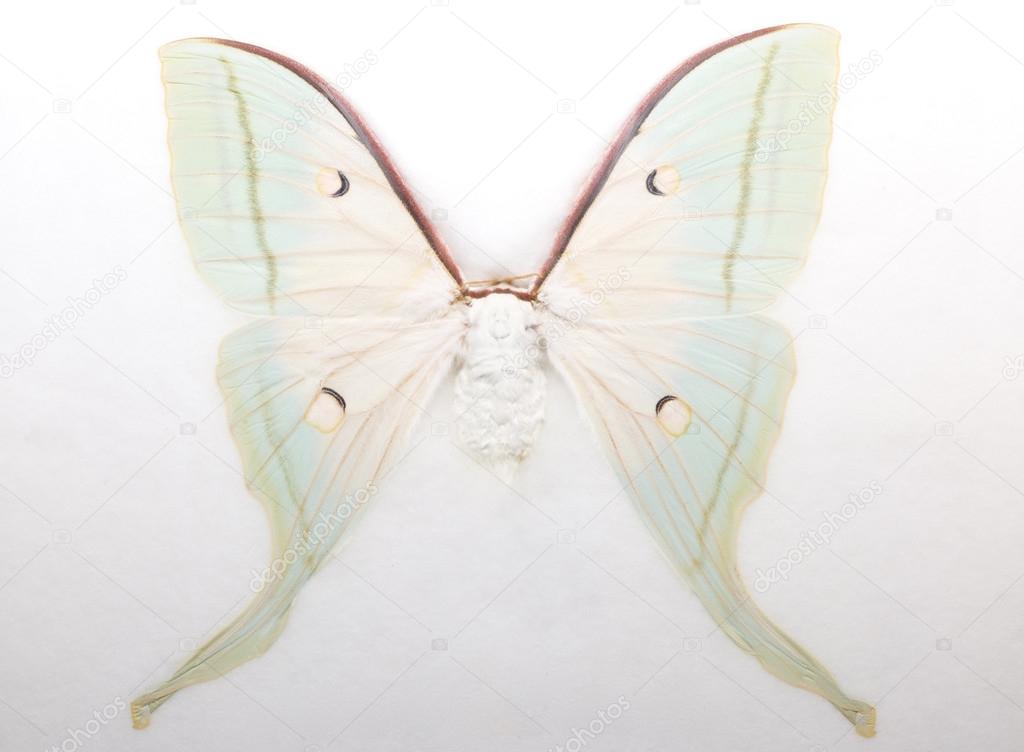 Butterfly on White Background