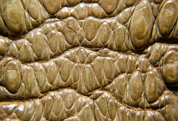 Textura de piel de cocodrilo —  Fotos de Stock