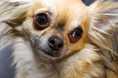meraklı chihuahua