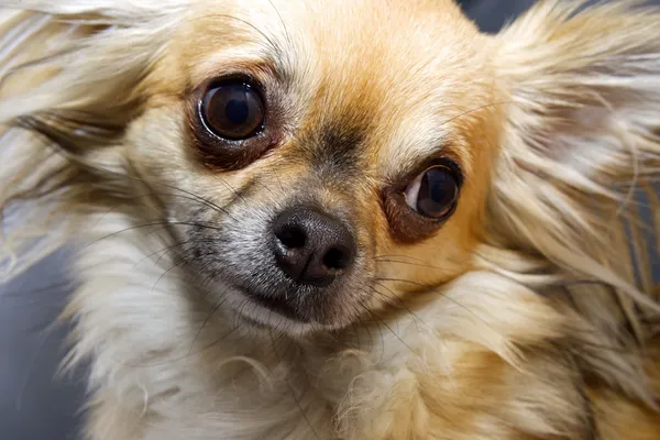 Curious Chihuahua — Stock Photo, Image