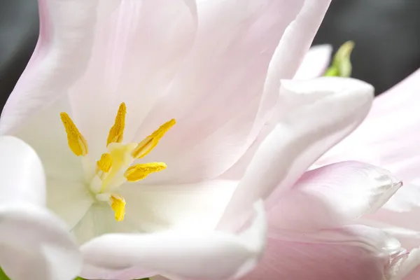 Tulips Bouquet — Stock Photo, Image