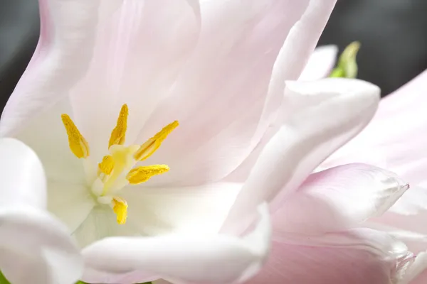 Bouquet de tulipes — Photo