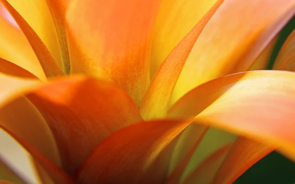 Beautiful exotic flower — Stock Photo, Image