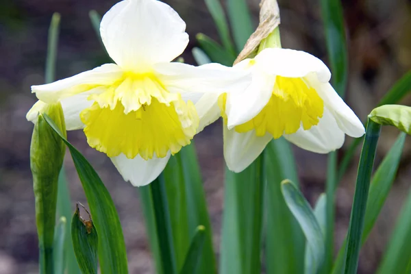 Beautiful yellow daffodils — Stock Photo, Image