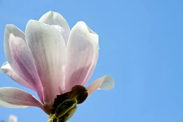 Magnolia przeciwko niebo — Zdjęcie stockowe
