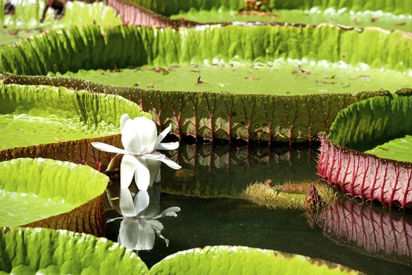 Water-lily, Nenuphar — Stock Photo, Image