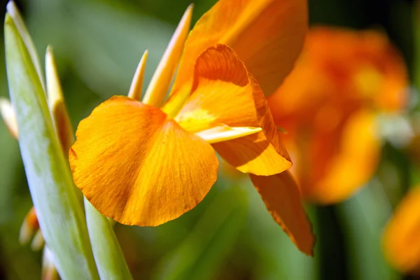 Orange Flag Iris Flower Petals