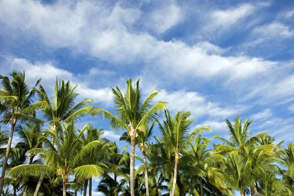 Palm cluster a modrý mrak nebe — Stock fotografie