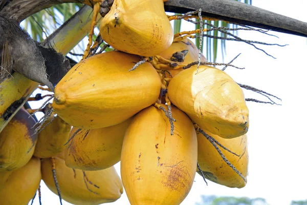 Noci di cocco appese alla palma — Foto Stock