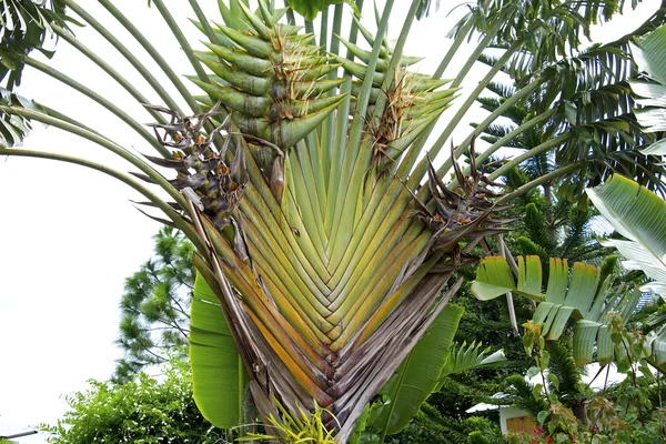 Tropiska träd, traveller's palm — Stockfoto