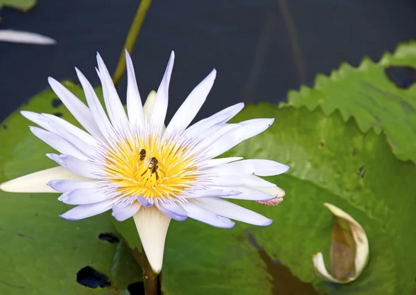 Tropical Water Lily — Stock Photo, Image