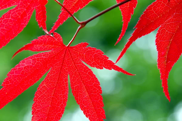 Japanische Ahornblätter — Stockfoto