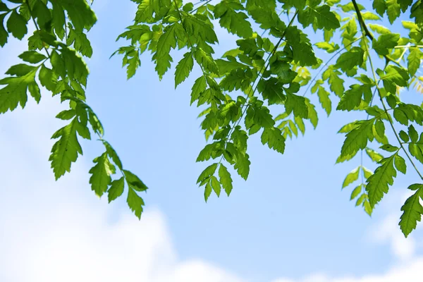 Closeup de folhas verdes, contra um céu azul — Fotografia de Stock